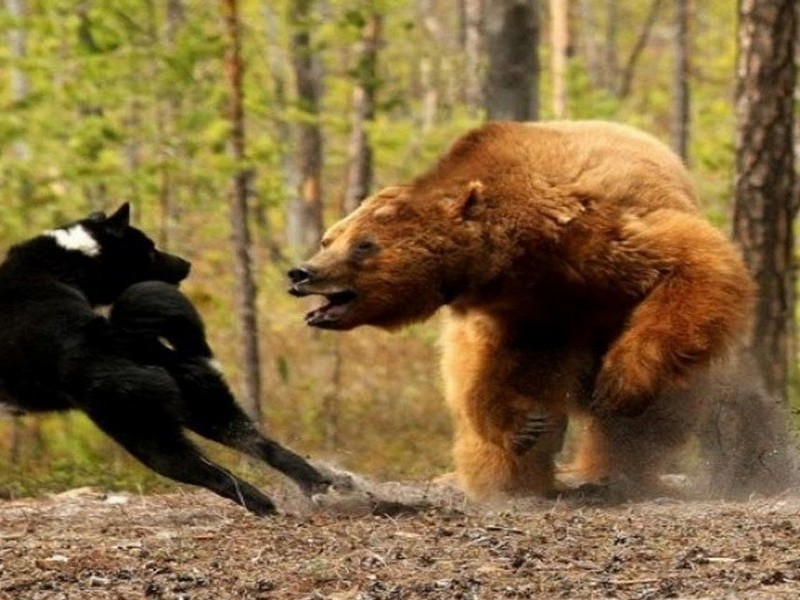 Медведь и волки
